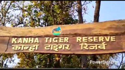 नैनपुर: कान्हा टाइगर रिजर्व में बेटी डीजे-9 को जंगल में जीने के तरीके सिखा रही बाघिन डीजे, वीडियो आया सामने