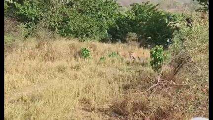 पन्ना: पन्ना टाइगर रिजर्व में हरे-भरे पेड़ों के बीच नज़र आए बाघिन P-141 के दोनों शावक, वीडियो हुआ वायरल