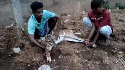 சிங்கம்புனரி: மாணிக்கம் தெருவில் தண்ணீர் தேடி வந்த  புள்ளி மான் உயிருடன் பிடித்து வனத்துறை அதிகாரிகளிடம் ஒப்படைத்த இளைஞர்கள்