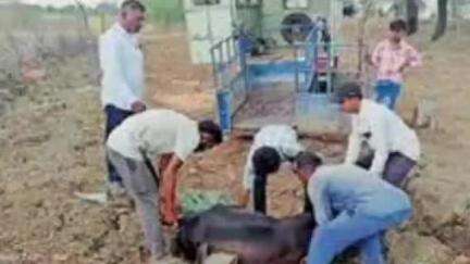 केसली: राष्ट्रीय राजमार्ग 44 पर वाहन ने गाय को टक्कर मारी, इलाज के बाद गोशाला में भेजा गया