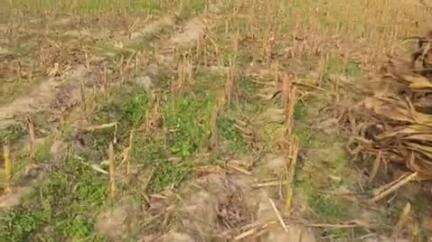 पूर्णिया पूर्व: चांदी कठुवा में खेत में निकला रसेल वाइपर सांप, बाल-बाल बचे किसान