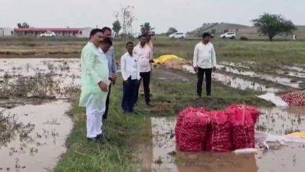 नंदुरबार: ठाणेपाडा आष्टे गाव शिवारात अवकाळी पावसात नुकसानग्रस्त कांदा पिकाची आमदार शिरीष नाईकांनी बांधावर जाऊन केली पाहणी
