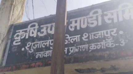 शुजालपुर: शुजालपुर मंडी में सोयाबीन ₹4291 और गेहूँ ₹3610 प्रति क्विंटल बिका