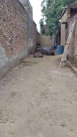 गाव नरेंद्रपूर जिला Bulandshahar