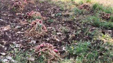 रायपुर: रायपुर तहसील क्षेत्र के कई गांवों मे खराब से मौसम से खेतों में सड़ रही प्याज की फसल, किसान हो रहे परेशान#Jansamasya