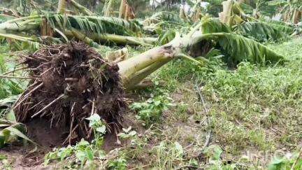 மேட்டுப்பாளையம்: அன்னூர் மற்றும் அதன் சுற்றுவட்டார பகுதிகளில் சூறாவளி காற்றுடன் பெய்த மழையால் 50 ஆயிரத்துக்கு மேற்பட்ட வாழை மரங்கள் சேதம்