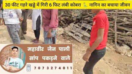 4 मई 2025 को जालोर के मोईवाडा गांव में 30 फीट गहरे खड्डे में फंसा कोबरा महावीर जैन ने बाहर निकाल जीवन बचाया