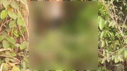 बीकापुर: तिवारीपुर के पास बाग में पेड़ की डाल से फंदे के सहारे लटका मिला युवक का शव, एसपी ग्रामीण ने दी जानकारी