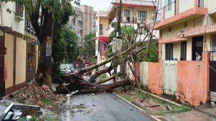 कांके: रांची के कडरू में तेज हवाओं और बारिश के कारण पेड़ गिरा, आवागमन बाधित