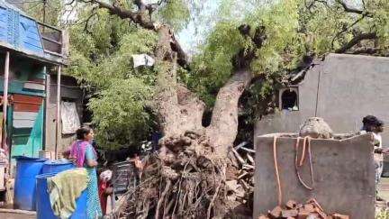 नंदुरबार: चिंचपाडा भिलाटी परिसरात १०० वर्षाहून अधिक जुने चिंचाचे झाड कोसळून तिघे जण जखमी, पालकमंत्र्यांनी परिसराची केली पाहणी