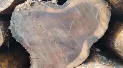 আলিপুরদুয়ার ২: উত্তর মজিদ খানা এলাকা থেকে চোরাই সেগুন কাঠ বোঝাই পিকআপ ভ্যান আটক