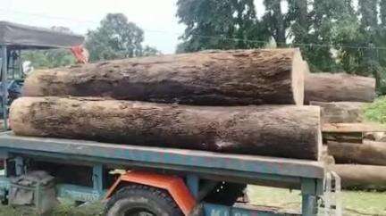 আলিপুরদুয়ার ২: শিলটং বস্তি এলাকা থেকে চোরাই কাঠ উদ্ধার করল বনদপ্তরের কর্মীরা