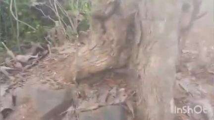 पेठ: दाभाडी येथे शेतकऱ्याच्या वनजमिनीतून जून्या सागवान झाडाची अज्ञात चोरट्यांनी कत्तल करून केले लंपास #jansamasya