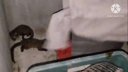আরামবাগ: বৃন্দাবনপুর এলাকার একটি বাড়ির ভেতরে হদিশ মেলে গন্ধগোকুলের ৩ টি বাচ্ছা ও তাঁদের মায়ের;ঘটনাস্থলে বনদপ্তর