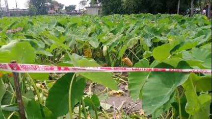 হলদিবাড়ি: বাড়ির পাশের কঁচু খেত থেকে এক বৃদ্ধার রক্তাক্ত নিথর দেহ উদ্ধার ঘিরে চাঞ্চল্য নিজতরফে