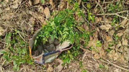 ময়নাগুড়ি: ময়নাগুড়িতে সরকারি গাছ চুরির তদন্তে নেমে কয়েক ঘন্টার মধ্যেই গাছের লক, ও সেই এলাকায় প্রশাসনের উদ্যোগে চারা গাছ রোপন