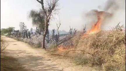 सोजत: सोजत रोड थाना क्षेत्र के सवराड के निकट खेत में लगी बाढ़ की आग, खेत की बाड़ व लकड़ी जलकर हुई राख