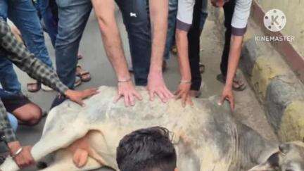 छबड़ा: छबड़ा क्षेत्र में ओेवरलोड डंपर ने एक गाय को मारी टक्कर, गाय हुई घायल
