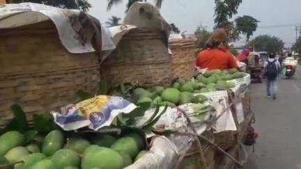 কৃষ্ণগঞ্জ: কৃষ্ণগঞ্জের মাজদিয়া বাজারে প্রচুর আমের যোগান, নেই চাহিদা মাথায় হাত আম চাষীদের