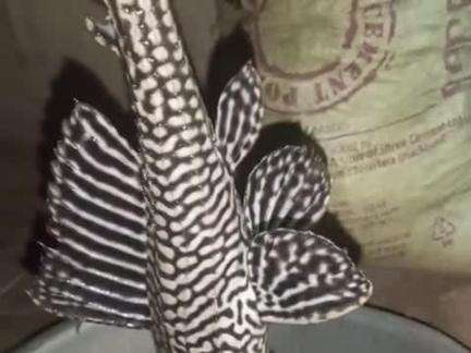 विदेशी मछली हमारे गाव के लड़के लोग ये मछली तालाब से पकड़ के लाया है