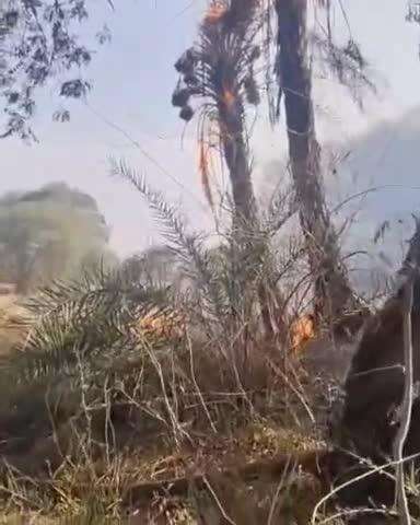 पुरा गांव में भीषण आग, पेड़ जलकर राख, दमकल ने बुझाई आग, वीडियो वायरल