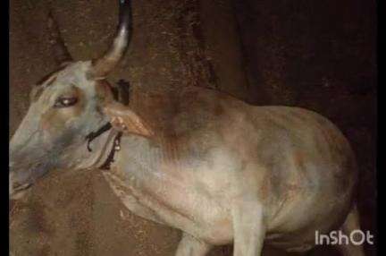 वरोरा: मांडवघोराड येथे विज पडून शेतकरी गंभीर जखमी तर बैल जागीच ठार