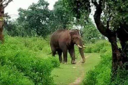 फरसाबहार: सागजोर जंगल और सतपुरिया जंगल में जंगली हाथियों की आवाजाही से वन विभाग हुआ अलर्ट