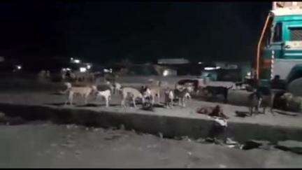दारव्हा: मोकाट कुत्र्यांच्या बंदोबस्तासाठी बहुजन मुक्ती पार्टीचे नगरपरिषदेला निवेदन
