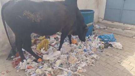 तारानगर: तारानगर मुख्यालय पर अस्पताल परिसर में खुले में पड़ा बायो मेडिकल वेस्ट, कोरोना जैसी महामारी को दे रहा निमंत्रण
