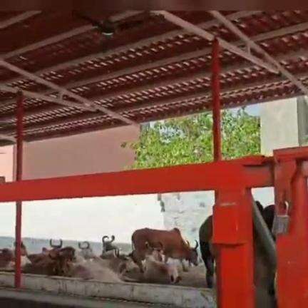 રાજકોટ દક્ષિણ: દ્વારકામાં 138 વર્ષ જૂની ગૌશાળાનું રૂ. બે કરોડના ખર્ચે રીનોવેશન થશે, આ અંગે સ્વામી શ્રીનુંબહુમાળી ભવન ચોક ખાતેથી નિવેદન