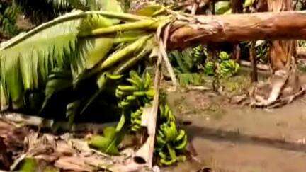 তেহট্ট ১: তেহট্টের বিভিন্ন  জায়গায় ঝড়ে ভেঙেছে কলা গাছ,চিন্তায় কলা চাষীরা