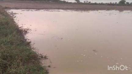 ಸಿಂಧನೂರು: ಕಲ್ಮಂಗಿ ಗ್ರಾಮದಲ್ಲಿ ಮಳೆರಾಯನ ಆಗಮನ ರೈತರ ಮುಖದಲ್ಲಿ ಮಂದಹಾಸ #localissue