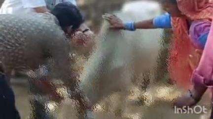 आमेट: आमेट के सोभागपूरा गांव में पैंथर का आतंक, गाय पर हमला कर घायल किया, ग्रामीणों ने वन विभाग से पैंथर पकड़ने की मांग की