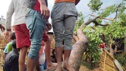 अभी-अभी रामपट्टी गांव मैं पीपल का पेड़ गिरने से आदमी का हुआ मौत 
#rampatti #singheshwar
