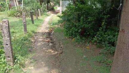 গাজোল: ১ নং অঞ্চলের হরিদাস গ্রামের রাস্তা বেহাল অবস্থা সেই পাকা রাস্তার সংস্কারের দাবি জানিয়েছে গ্রামবাসী  #jansamasya