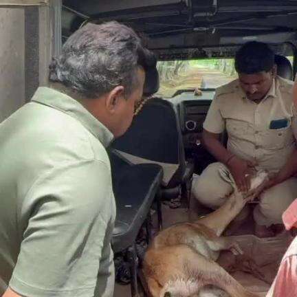 ರಾಣೇಬೆನ್ನೂರು: ನಗರದ ಹೊರವಲಯದಲ್ಲಿ ಗಾಯಗೊಂಡ ಜಿಂಕೆಗೆ ಪ್ರಾಥಮಿಕ ಚಿಕಿತ್ಸೆ ಕೊಡಿಸಿ, ಮಾನವೀಯತೆ ಮೆರೆದ ಶಾಸಕ ಕೋಳಿವಾಡ್