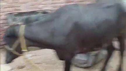 जलेसर: सराय खानम मोहल्ला में अवैध कट्टी खाने पर एसडीएम के निर्देशन में की गई छापेमारी, कट्टी घर किया गया सीज