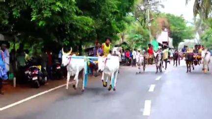 காரைக்குடி: மனச்சை கிராமத்தில் வைகாசி திருவிழாவை முன்னிட்டு இரட்டை மாட்டு வண்டி எல்லை பந்தயம் "24 மாட்டு வண்டிகள் பங்கேற்பு"