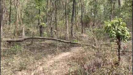 रंका: लरकोरिया पूर्वी वन क्षेत्र से अज्ञात चोरों ने इमारती वृक्ष काटकर चोरी की