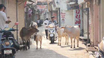 લુણાવાડા: લુણાવાડા શહેરમાં રખડતા પશુઓને લઈ લોકો પરેશાન યોગ્ય કાર્યવાહી કરવામાં આવે તેવી લોક માંગ#jansamasya