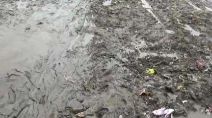 তুফানগঞ্জ ১: দোলমেলা মাঠে বিবেকানন্দ পাইকারি সব্জি বাজারের বেহাল অবস্থা,সংস্কারের দাবি #jansamasya