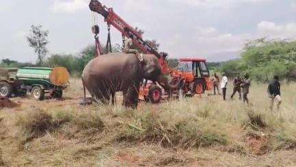 பேரூர்: மருதமலை அடிவாரத்தில் யானை ஒன்று, திடீரென மயங்கி விழுந்து உடல்நிலை குறைவு ஏற்பட்டது