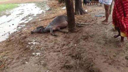 roha thana ke kunj pachayat me vajarpath girane se ek bejuvan janavar ki mutyu
