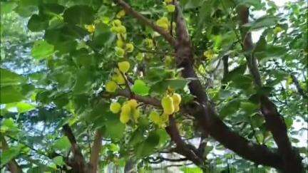 नाहन: राजगढ़ क्षेत्र की खुमानी इन दिनों देश भर की फल मंडियों में मचा रही धूम, लेकिन किसानों को नहीं मिल रहा उचित दाम