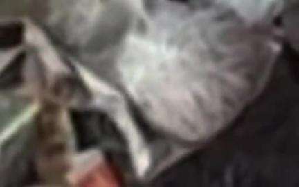 पनागर: अधारताल तालाब के पास वारदात को अंजाम देने खड़ा आरोपी सुअरमार बम के साथ गिरफ्तार, बम जब्त
