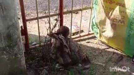 राजसमंद: राजसमंद के संनवाड़ में मिला विलुप्त प्रजाति का उल्लू, वन विभाग की टीम ने किया रेस्क्यू और इलाज