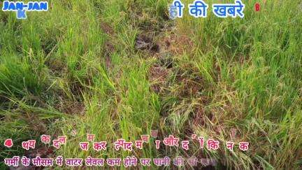 जिला गौरेला पेंड्रा मरवाही के मरवाही जंगलों में 4हाथियों के दल ने जमकर उत्पाद मचाया, लोगों के फसलों को पहुंचा नुक्सान।