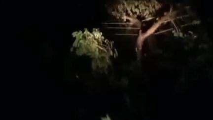 গোয়ালপোখর ২: চাকুলিয়া থানার সেথোর গ্রামে ঝড় হাওয়ায় বিদ্যুতের তারে ভেঙে পড়ল গাছ, গ্রামে বন্ধ বিদ্যুৎ পরিষেবা,#Jansamasya