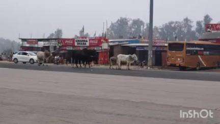 सोहावल: सोहावल के खंड विकास अधिकारी अनुपम वर्मा ने छुट्टा जानवर को गोशाला में भिजवाने का दिया आदेश