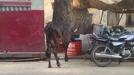 कन्नौज: गौ सेवा से बड़ा कोई धर्म नहीं, शिव ने गर्मी में पानी पिलाने का उठाया बीड़ा